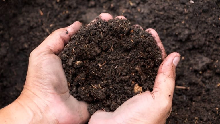 How To Clean Soil For Planting For Organic Way
