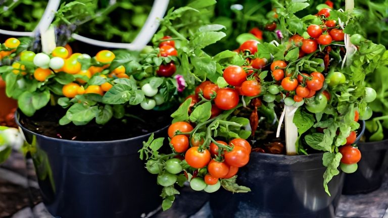 Best Soil For Tomatoes in Grow Bags: A Complete Guide