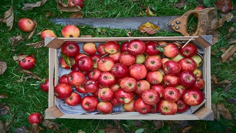 How Many Apples To Make a Gallon of Cider