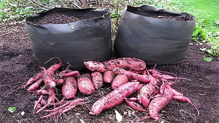 How To Grow Sweet Potatoes in Bags