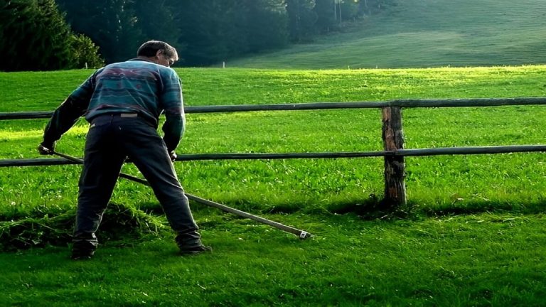 How To Cut Grass Without a Lawn Mower & Proper Maintaining