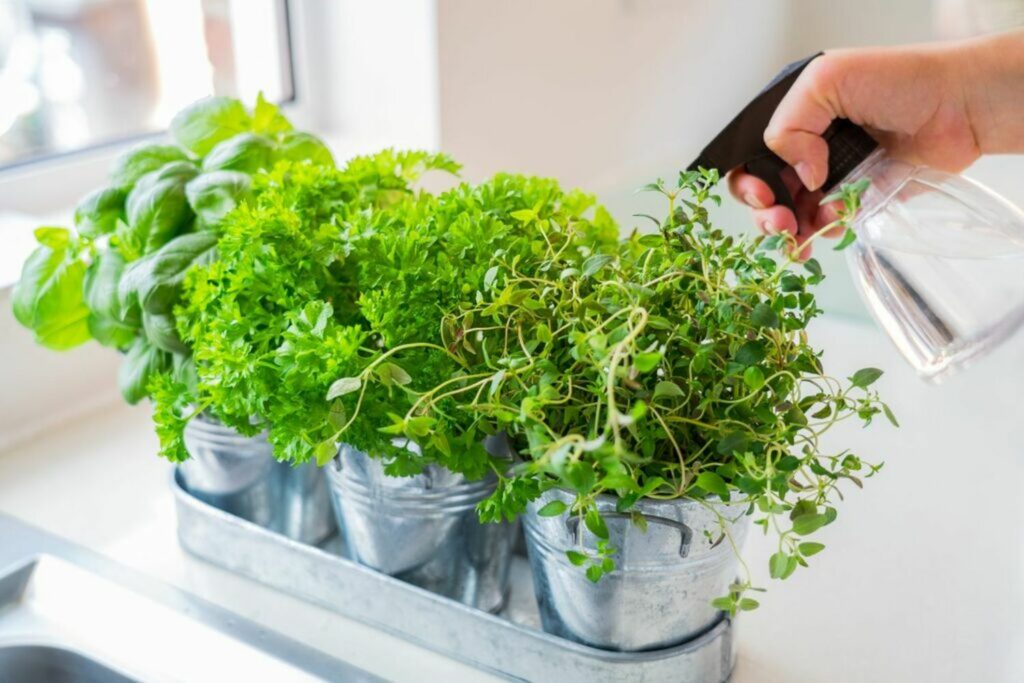 It 's picture about using water indoor parsley plant properly with correct way.