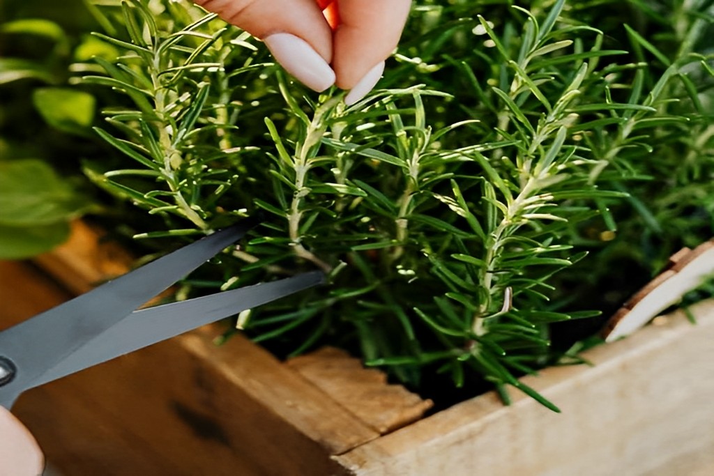 How to cut rosemary step by step.
