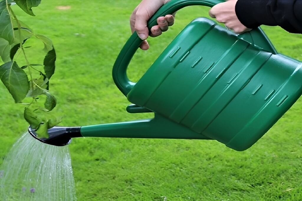 How to water on plant with watering can.