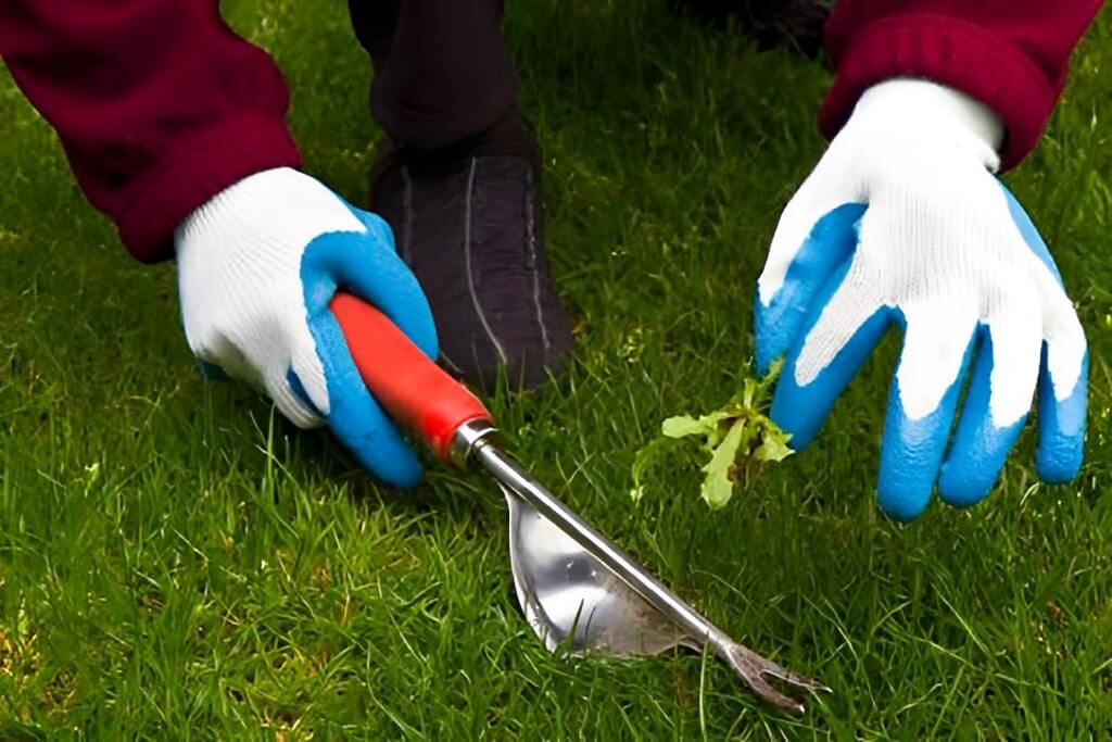 Show this picture how to remove common weeds.