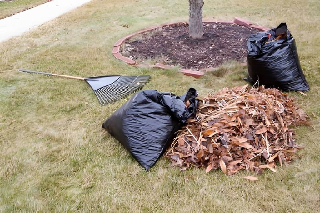 How to clean up debris in winter for plant.
