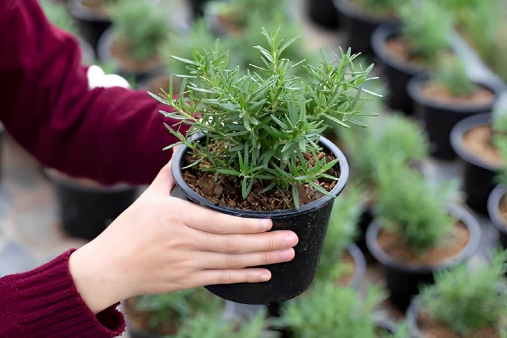 This image show rosemary plant in pots.