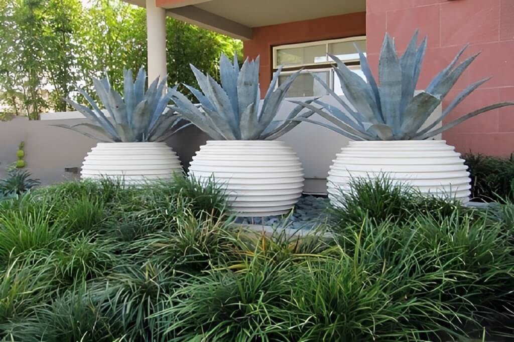 This image show Agave plant in pots.