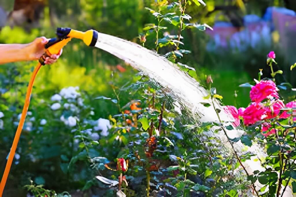In this image show how to outdoor water on plants with softener.