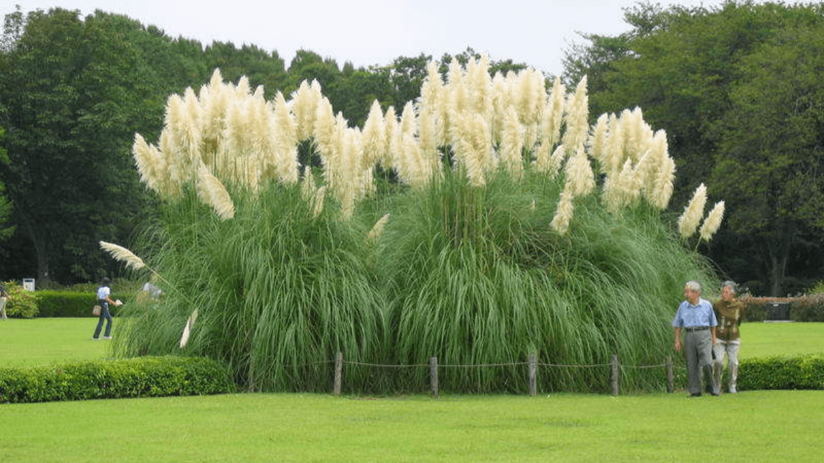 How Long Does Pampas Grass Take To Grow