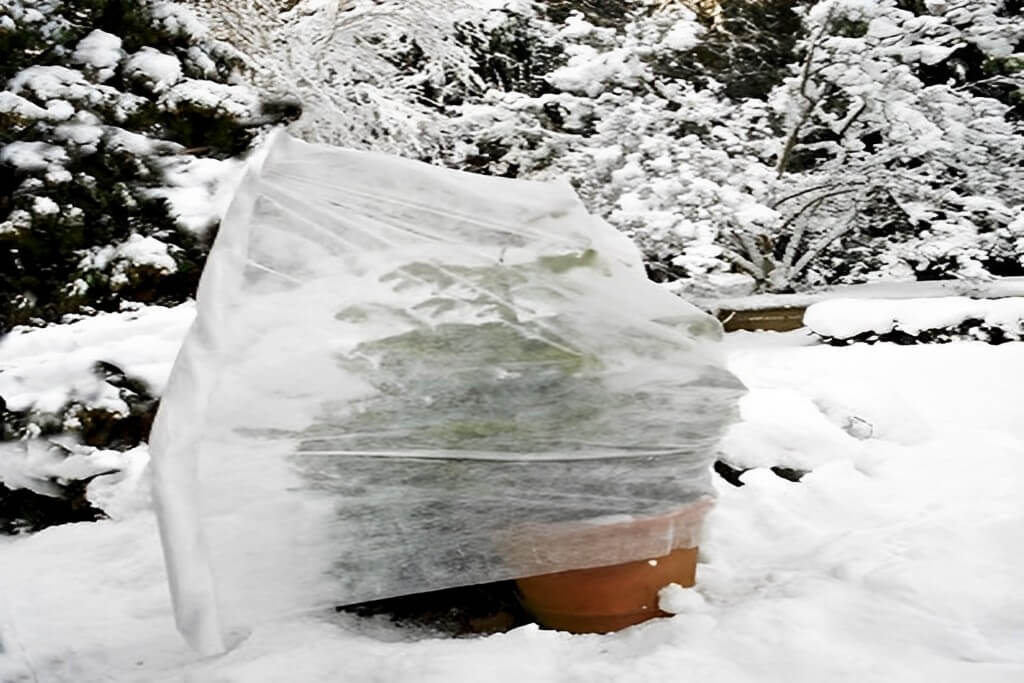 How to warm potted plant in winter.