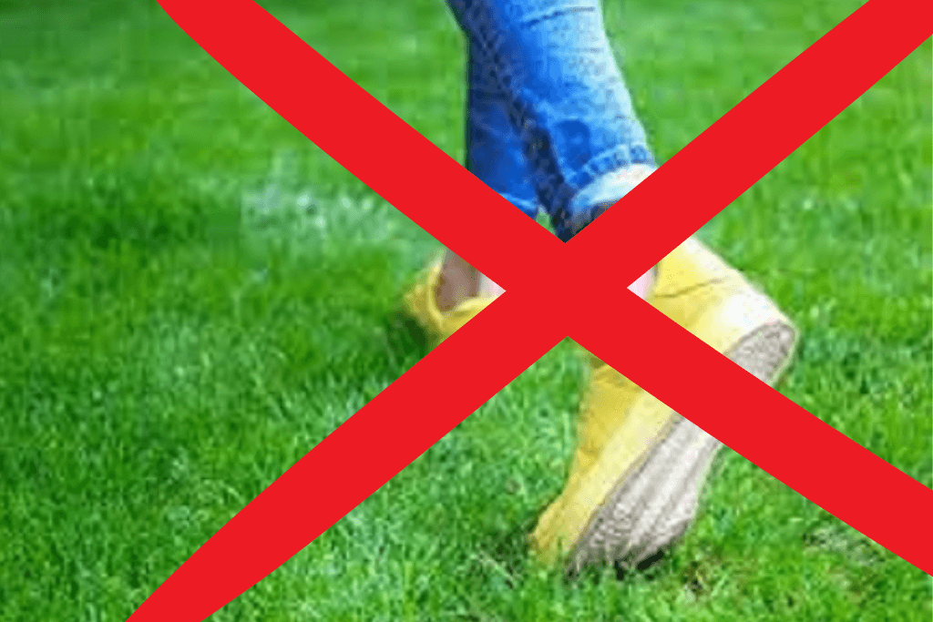 This image show not use heavy foot traffic avoid in lawn.