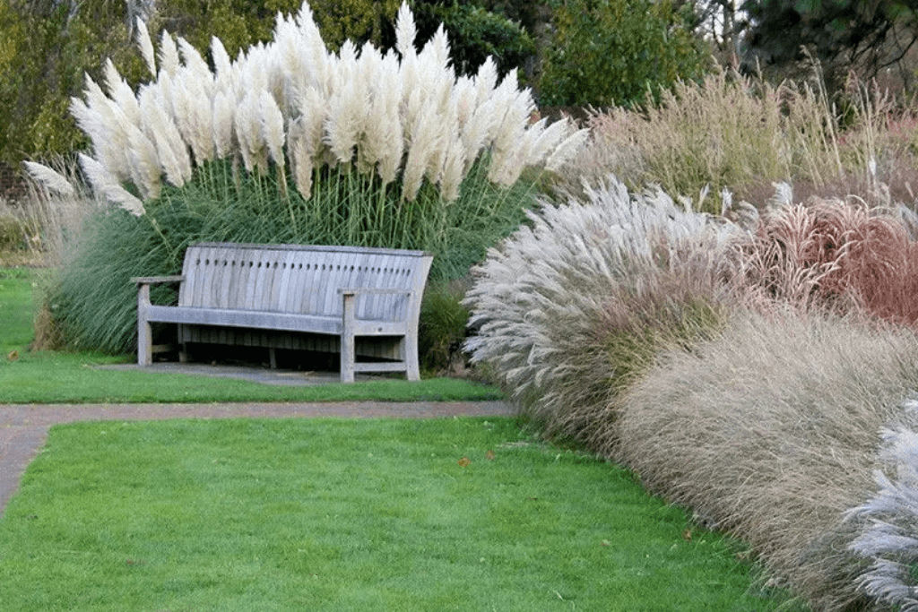 How Fast Does Pampas Grass Grow In a Year.