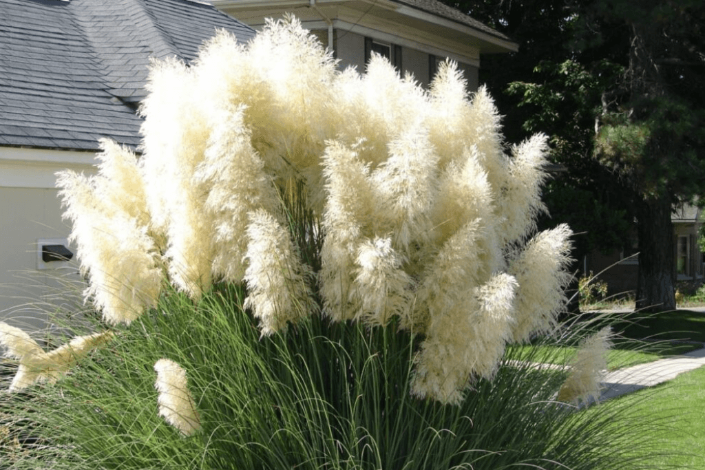 Does Pampas Grass 