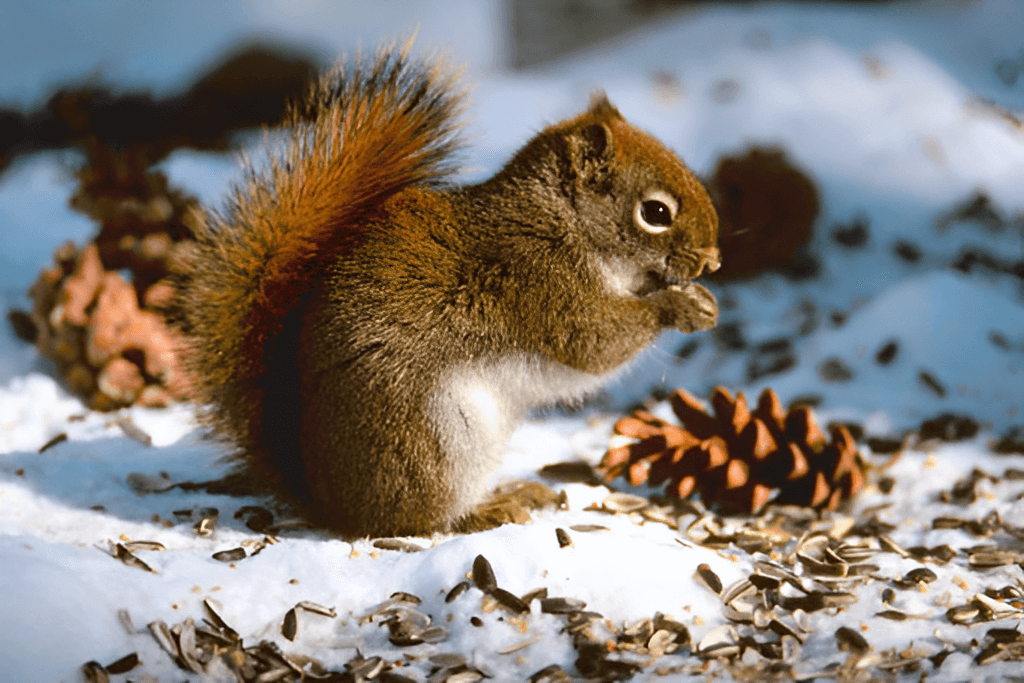 What do feed squirrels in winter.