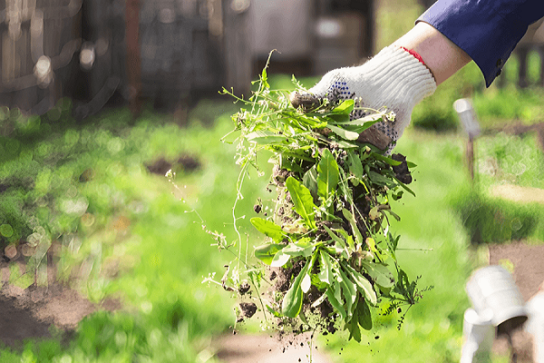 How To Clear A  Garden Full Of Weeds With Manually.
