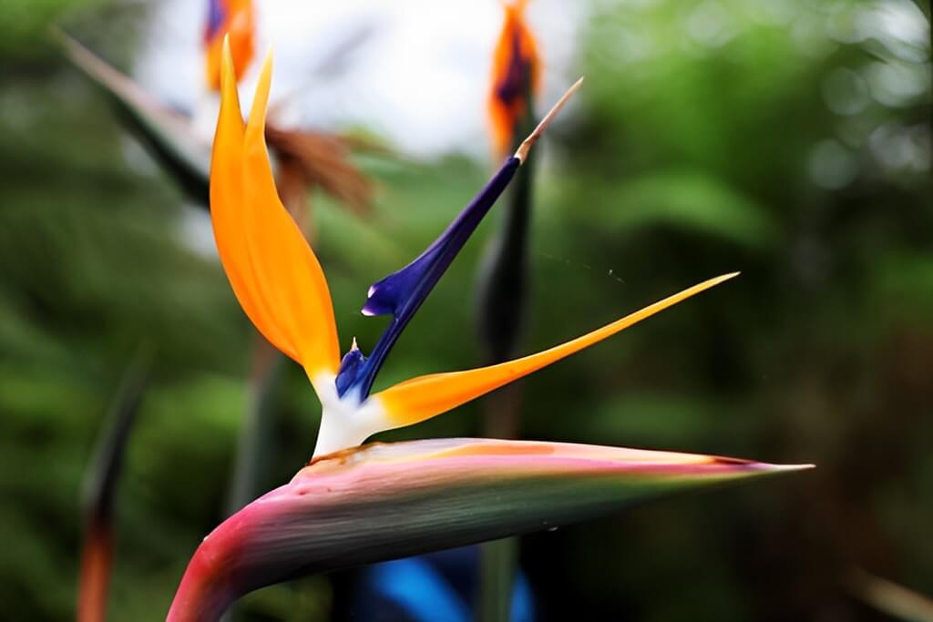 Can Birds Of Paradise Leaves Curling In The Sun.