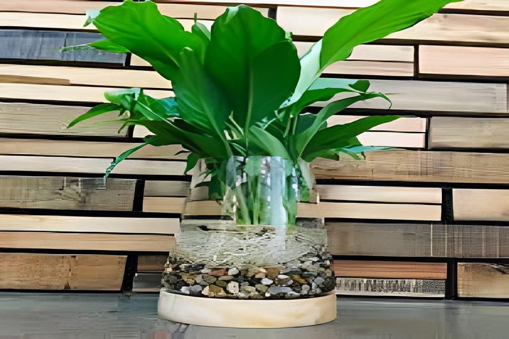 How To Peace Lily In Water Vase.