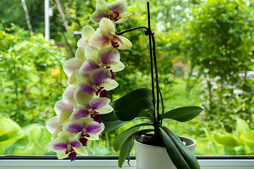 Where Do Orchids Grow Naturally.