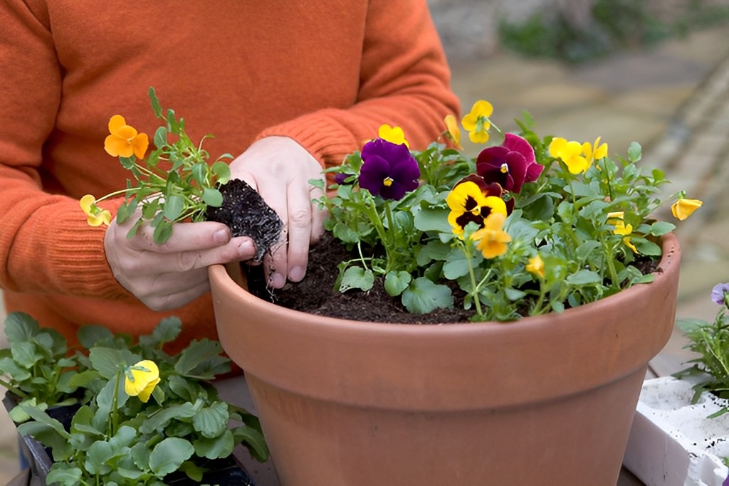 How to deadhead pansies plant in pots.