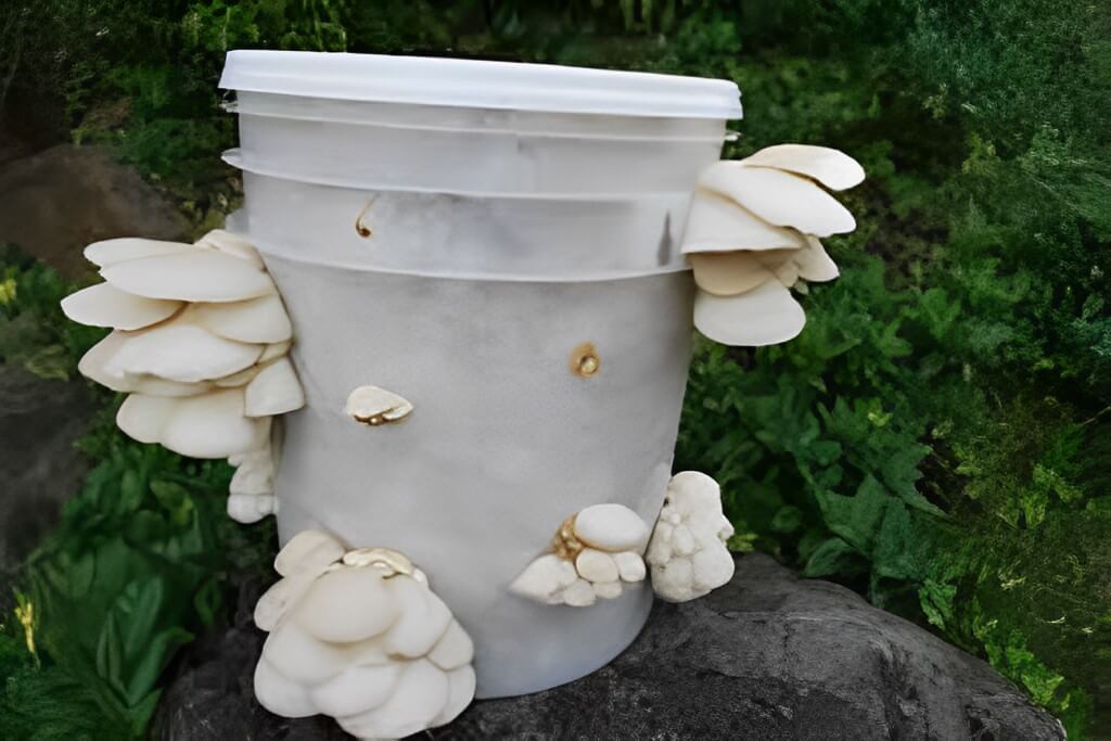 How to oyster mashrooms in garden.