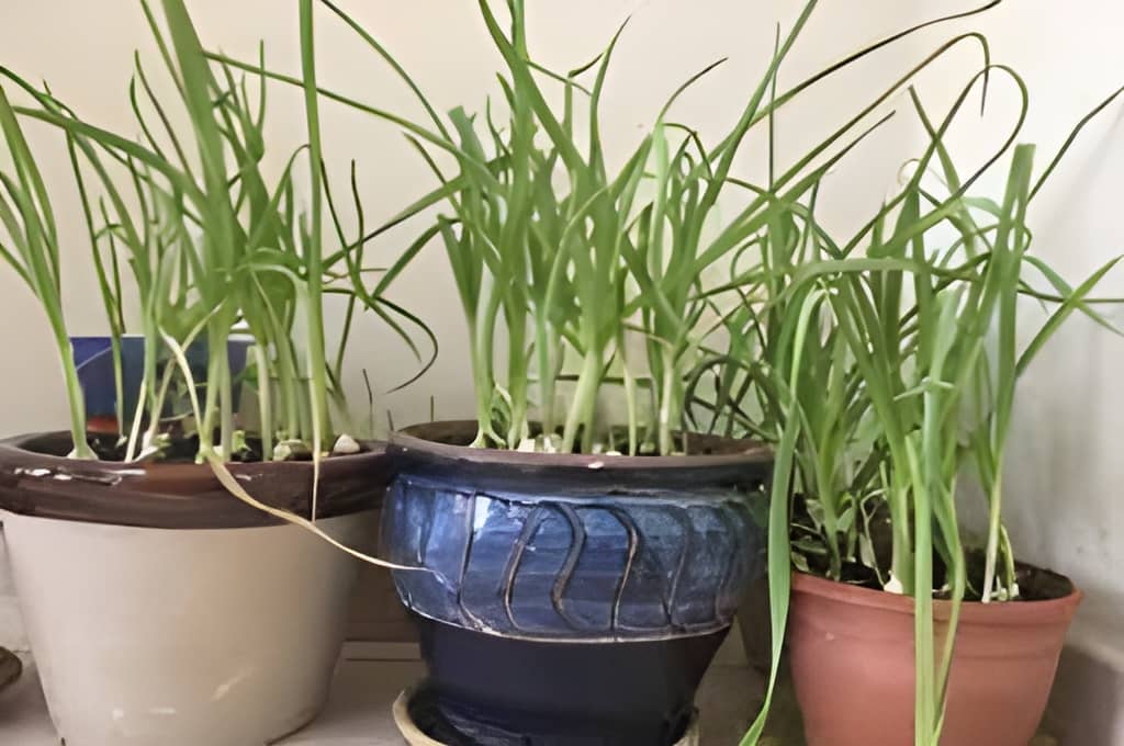 Garlic Growth Stages.